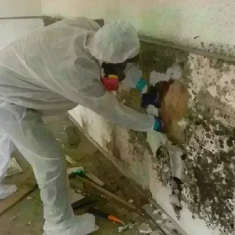 Mold Remediation and Removal in Posen, IL